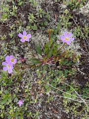 Claytonia acutifolia (Claytonia acutifolia)