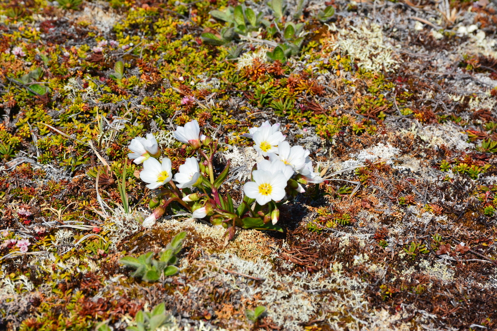 Claytonia acutifolia (Claytonia acutifolia)