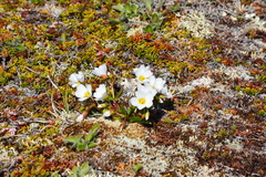 Claytonia acutifolia (Claytonia acutifolia)