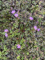 Claytonia acutifolia (Claytonia acutifolia)
