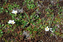 Claytonia acutifolia (Claytonia acutifolia)