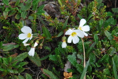 Claytonia acutifolia (Claytonia acutifolia)
