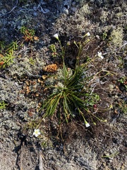 Claytonia acutifolia (Claytonia acutifolia)
