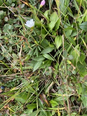 Claytonia acutifolia (Claytonia acutifolia)