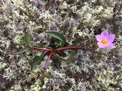 Claytonia acutifolia (Claytonia acutifolia)