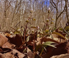 Carolina springbeauty (Claytonia caroliniana)