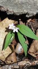 Carolina springbeauty (Claytonia caroliniana)