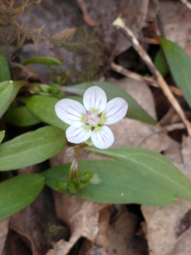 Carolina springbeauty (Claytonia caroliniana)