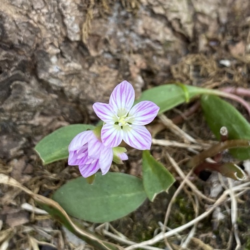 Carolina springbeauty (Claytonia caroliniana)