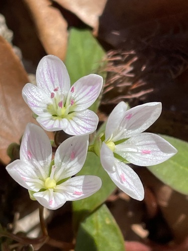Carolina springbeauty (Claytonia caroliniana)