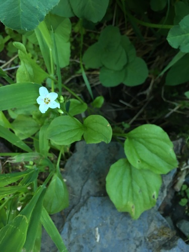 Heartleaf springbeauty (Claytonia cordifolia)