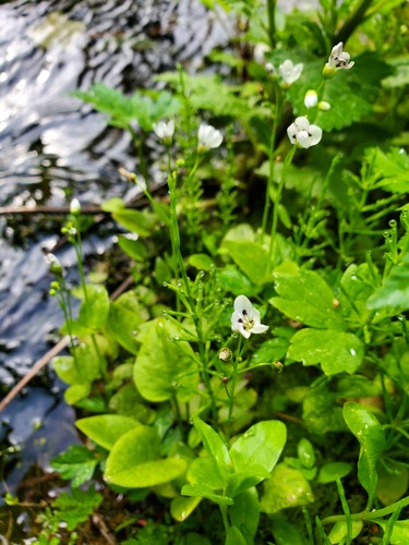 Heartleaf springbeauty (Claytonia cordifolia)