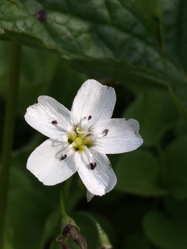 Heartleaf springbeauty (Claytonia cordifolia)