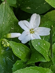Heartleaf springbeauty (Claytonia cordifolia)