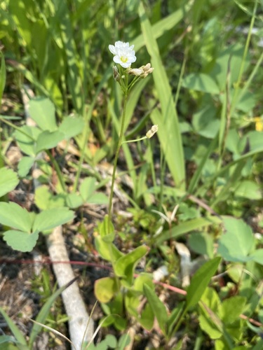 Heartleaf springbeauty (Claytonia cordifolia)