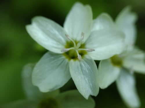 Heartleaf springbeauty (Claytonia cordifolia)