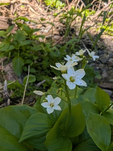 Heartleaf springbeauty (Claytonia cordifolia)