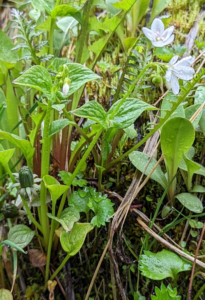 Heartleaf springbeauty (Claytonia cordifolia)