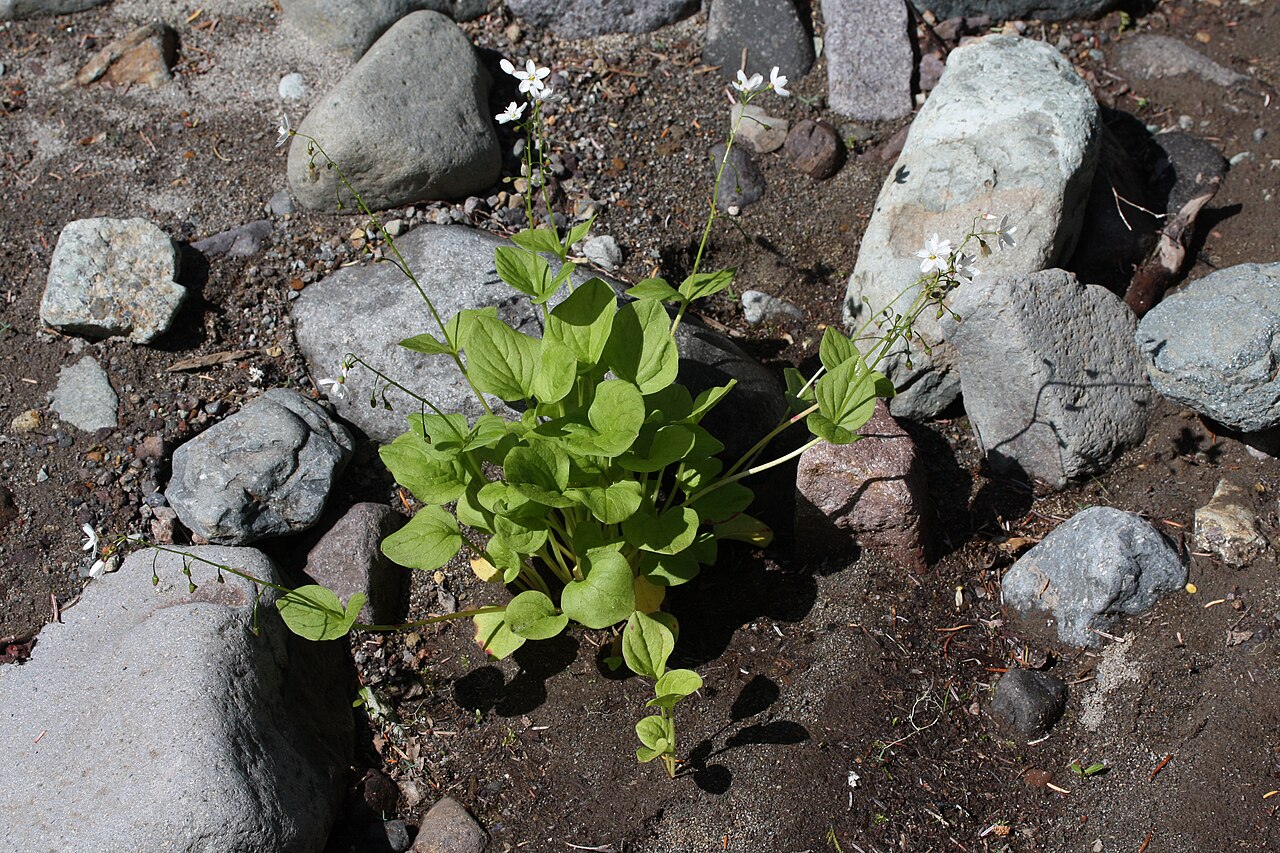 Heartleaf springbeauty: Heart-leaf Springbeauty, Broad-leaf Springbeauty