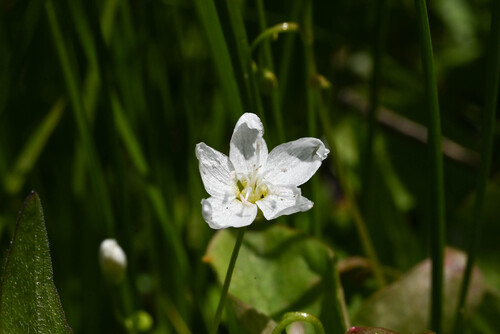Heartleaf springbeauty (Claytonia cordifolia)