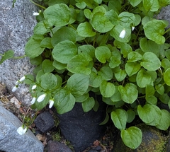 Heartleaf springbeauty (Claytonia cordifolia)