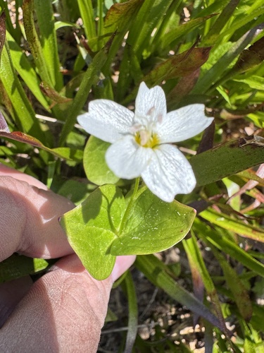 Heartleaf springbeauty (Claytonia cordifolia)