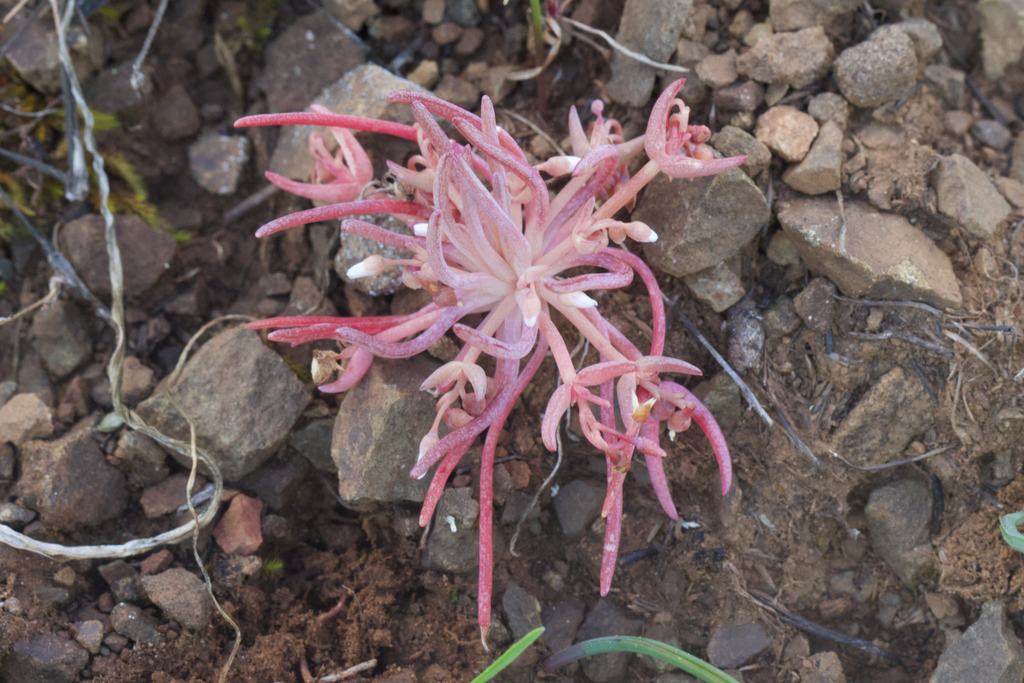 Serpentine springbeauty (Claytonia exigua)
