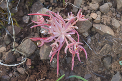 Serpentine springbeauty (Claytonia exigua)