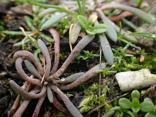 Serpentine springbeauty (Claytonia exigua)