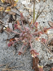 Serpentine springbeauty (Claytonia exigua)