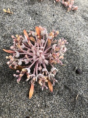 Serpentine springbeauty (Claytonia exigua)