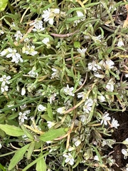 Serpentine springbeauty (Claytonia exigua)