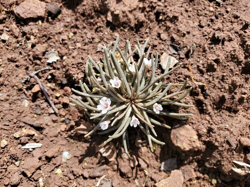 Serpentine springbeauty (Claytonia exigua)