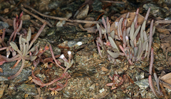 Serpentine springbeauty (Claytonia exigua)