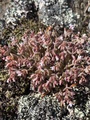 Serpentine springbeauty (Claytonia exigua)