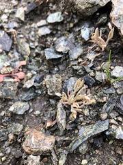 Serpentine springbeauty (Claytonia exigua)
