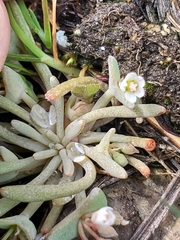 Serpentine springbeauty (Claytonia exigua)