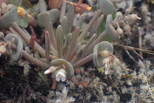 Serpentine springbeauty (Claytonia exigua)