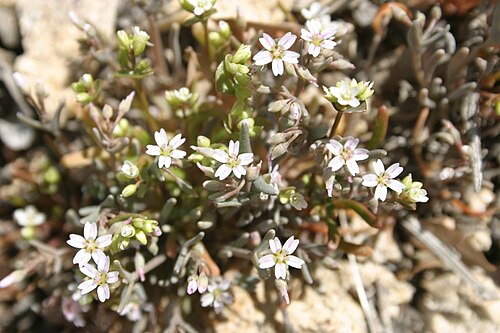 Serpentine springbeauty: Claytonia exigua ssp. exigua (little springbeauty), Acton, Los Angeles County