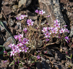 Gypsum springbeauty (Claytonia gypsophiloides)