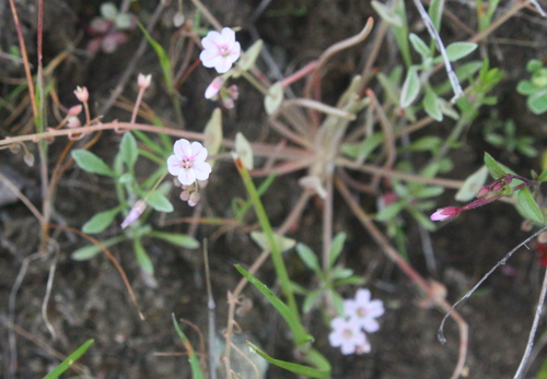 Gypsum springbeauty (Claytonia gypsophiloides)
