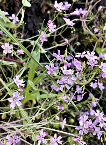Gypsum springbeauty (Claytonia gypsophiloides)