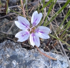 Gypsum springbeauty (Claytonia gypsophiloides)