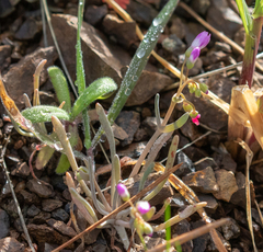 Gypsum springbeauty (Claytonia gypsophiloides)