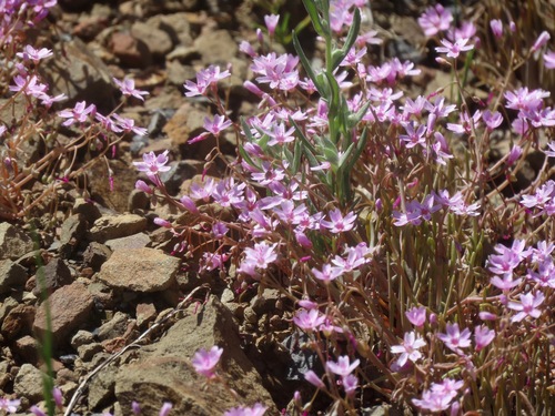 Gypsum springbeauty (Claytonia gypsophiloides)