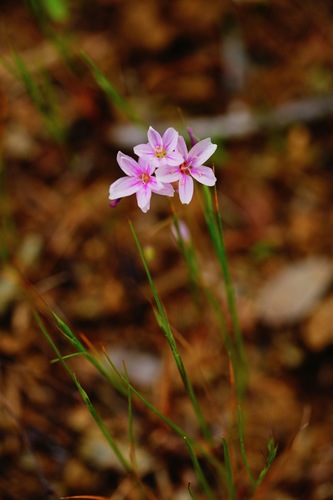 Gypsum springbeauty (Claytonia gypsophiloides)