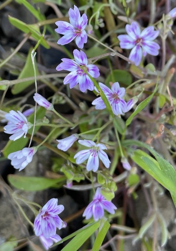 Gypsum springbeauty (Claytonia gypsophiloides)