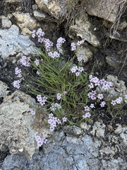 Gypsum springbeauty (Claytonia gypsophiloides)