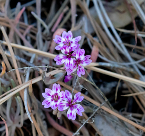 Gypsum springbeauty (Claytonia gypsophiloides)