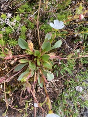 Claytonia joanneana (Claytonia joanneana)